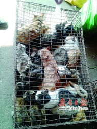 餐桌貓狗肉安全陷盲區，毒殺牲畜成監管漏洞
