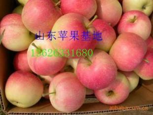 山東日照嘎啦蘋果 果型碩大，口感絕佳，基地直銷的優質農副產品